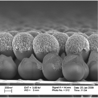 chtm plasmonic